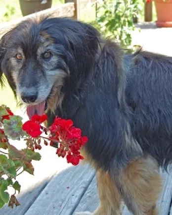 Benny
