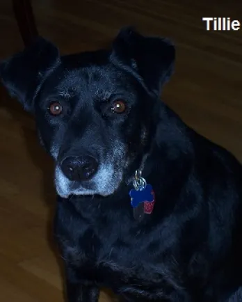 Tillie