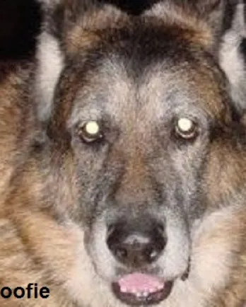 Woofie