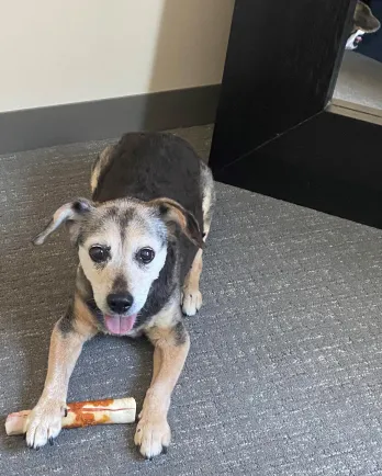 dark brown dog with grey face