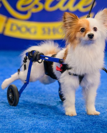 Little dog using wheelchair