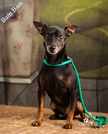 miniature pinscher sitting in front of a green background