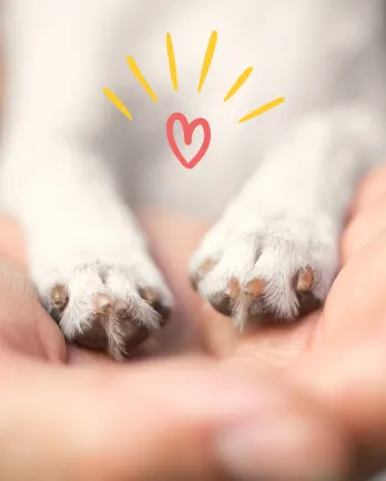 Understanding Modern Euthanasia Choices