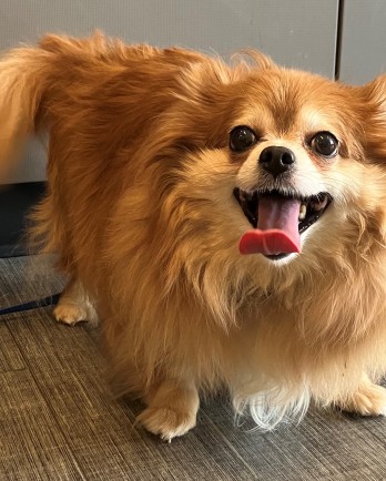 fluffy light brown dog smiling at the camera