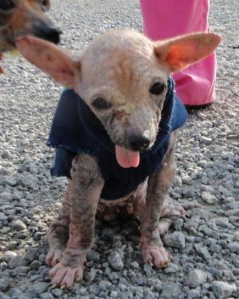 Claire, chihuahua, in sad shape from neglect