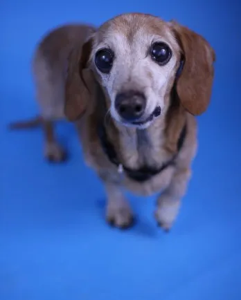 Leon sales humane society
