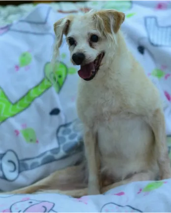 Small cream colored dog sitting up a colorful child's blanket