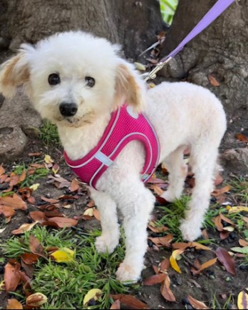 Dog in Pink Harness