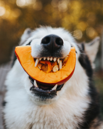 Dog with Melon