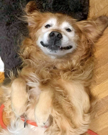 dog laying on back smiling