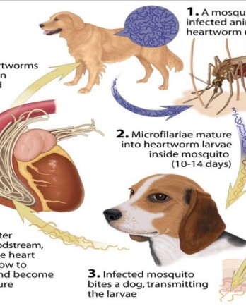 Cycle showing how heartworms are transmitted