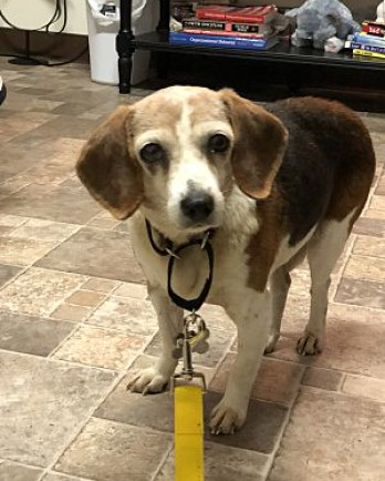 Lilly the beagle at shelter
