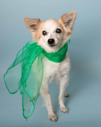 Small dog in green scarf