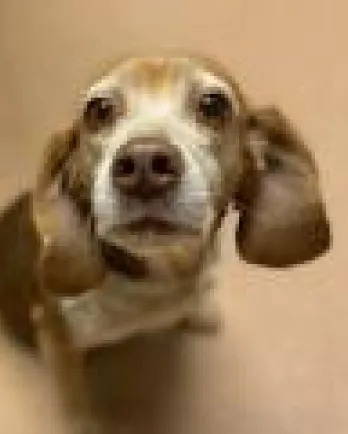 Beagle Maggie Mae