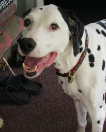 Mason, the Dalmation