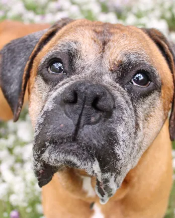 Boxer close up