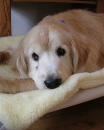 Sampson looking relaxed as he rests on his donated Kuranda bed with fleece pad