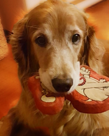 Old Dog with Toy
