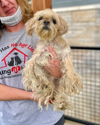 shaggy small white dog being held by a volunteer