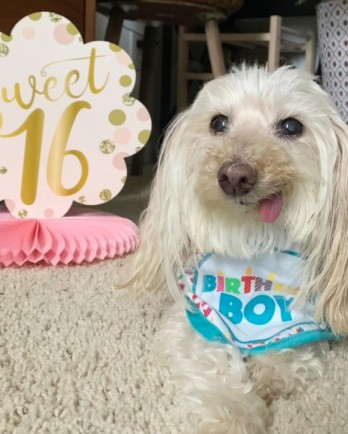 scruffy white pup celebrating birthday