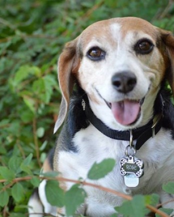 Tri color beagle with mouth open sitting among branches and green leaves