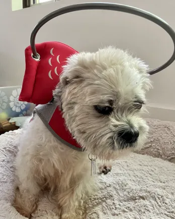 small white dog with medical halo