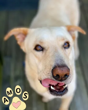 Yellow lab Amos licking his lips