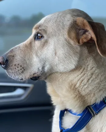 Amos riding in car