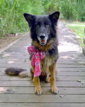 Black shepherd mix Angel