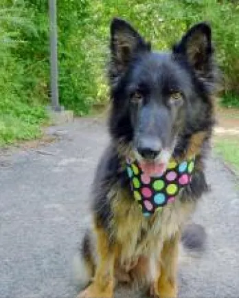 Black shepherd mix Angel