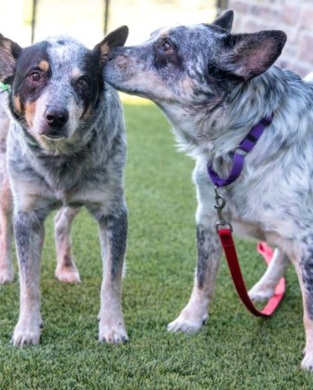 2 cattle dogs