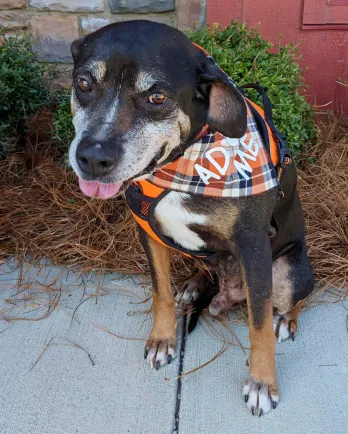 brown and black dog wearing bandana