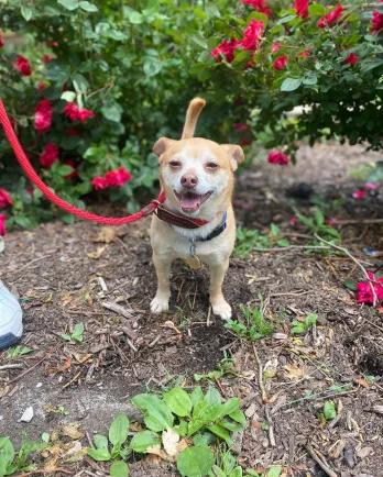 White Chihuahua Bodie