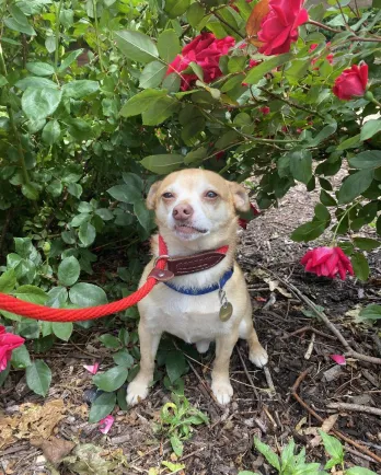 Bodie in roses