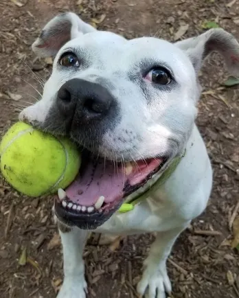 White bulldog mix Brandy