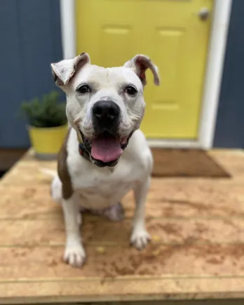 White bulldog mix Brandy