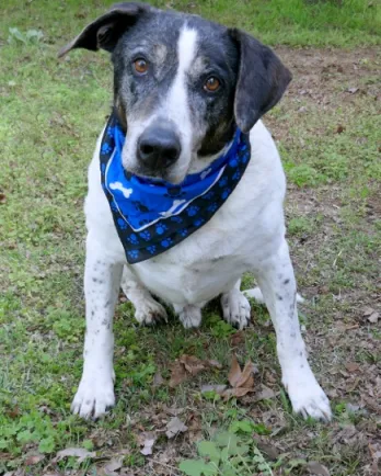 Brody with blue bandana
