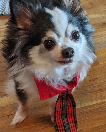 small pomeranian dog