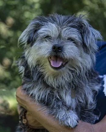 light brown long-haired dog