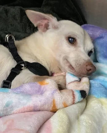 Charlie the Chihuahua