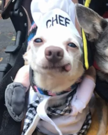 Charlie in chef hat