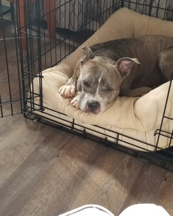 Cheese asleep in crate