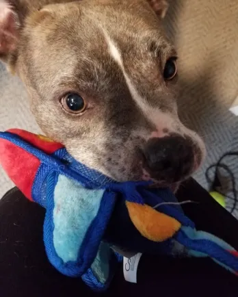 Cheese with toy