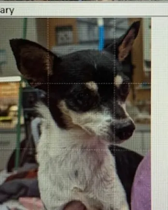black and white chi mix