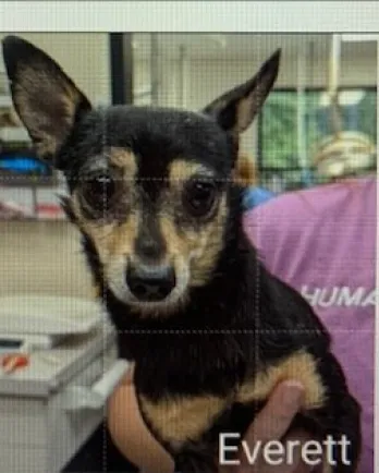 brown and black chihuahua dog