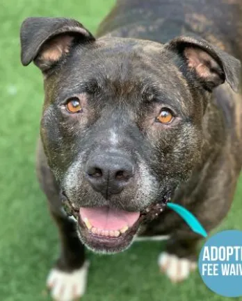 brindle pit bull smiling
