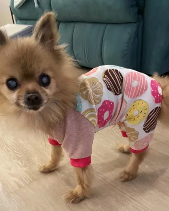 pomeranian in donut pajamas