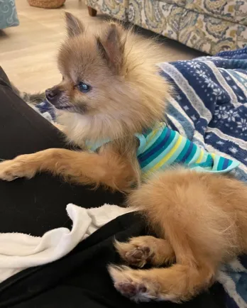pomeranian in striped top