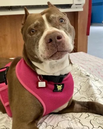 pit bull dog making eye contact with the camera
