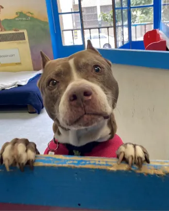 pit bull dog jumping up on a blue ledge